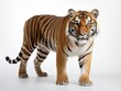 Siberian Tiger. Isolated on white background. 3d illustration.