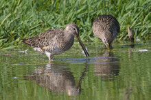 Long-billed Dowitchers Feeding At The Edge Of A Wetland