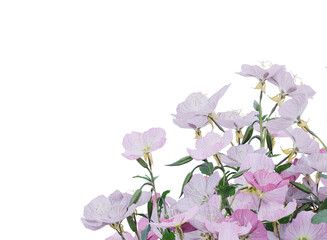 Sticker - Various types of pink flowers grass bushes shrub and small plants isolated	