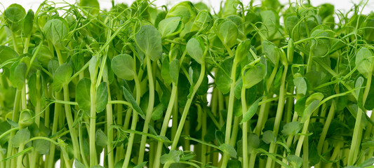 Wall Mural - Sprouted pea seeds, microgreens for salad, detox