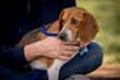 close up of beagle dog outside being held on lap