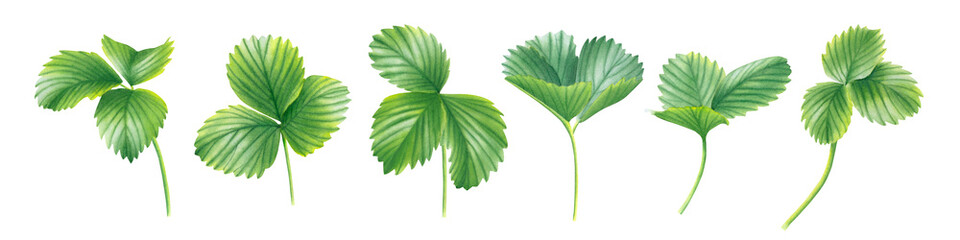 Set of green strawberry leaves isolated on transparent background. Watercolor hand drawn illustration. For advertising, packaging, menus, invitations, business cards, postcards, printing.