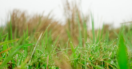 green grass in the morning