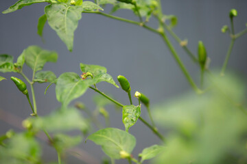 Poster - chilli plant in growth at vegetable garden