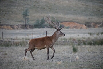 Red Deer