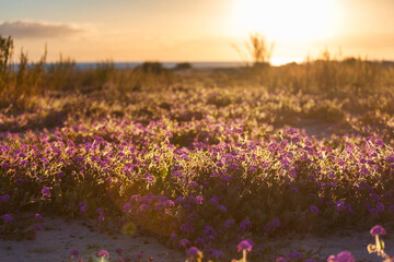 Wall Mural - Wildflowers