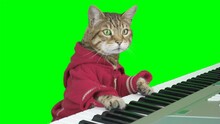 Bengal Cat Playing Digital Piano Keyboard On Green Screen Isolated With Chroma Key.