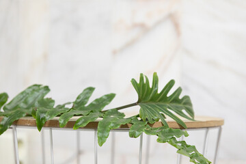 Wall Mural - Top view tropical leaves on vibrant background. Summer flat lay composition.