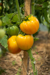 Poster - Red, ripe and green large tomatoes on a bush in a greenhouse. Tomatoes in a greenhouse. Plantation of tomatoes. Organic farming, growth of young tomato plants in a greenhouse.