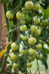 Poster - A lot of green tomatoes on a bush in a greenhouse. Tomato plants in greenhouse. Green tomatoes plantation. Organic farming, young tomato plants growth in greenhouse.