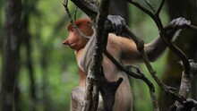 Female Proboscis Monkey In The Wild, Sitting On Tree And Looking Around At Tarakan, Indonesia. Proboscis Monkey Foraging At Mangrove Forest. Wild Nature Stock Footage.