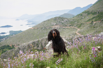 Wall Mural - dog in pink flowers outdoors in Mountains. Gordon setter in nature on the rock 