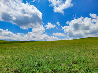 green field and blue sky