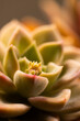 Micro close up of cactus plant with copy space