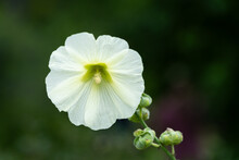 Close Up Of A White Hollyhock (Alcea Rosea) Flower