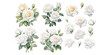 watercolor white rose clipart for graphic resources