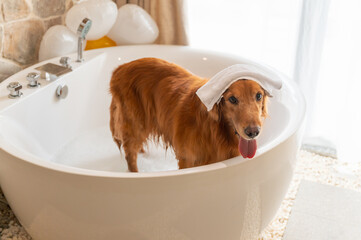 Wall Mural - Golden Retriever getting ready for a bath inside the bathtub.