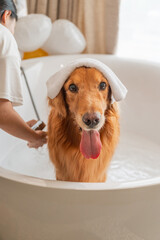 Wall Mural - Bathing a Golden Retriever in the Bathtub