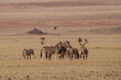 A herd of Steppe Zebras (Equus quagga) grazing in the Namibian desert.