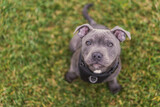 Fototapeta  - Adorable Close-up of Blue Staffy  DogEnglish Staffordshire Bull Terrier