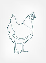 Chicken Vector Line Art Animal Wild Life Single One Line Hand Drawn Illustration Isolated