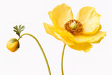 yellow color anemone flower isolated on transparent white background, overlay, stem