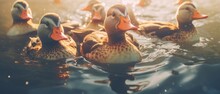 Portrait Closeup Of A Group Of Ducks Swimming Together In A Lake In The Early Morning Hours Just After Sunrise, Warm Ambient Light And Turbulent Water Reflections - Generative AI