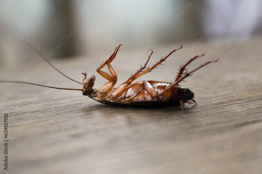 dead cockroach Stock Photo | Adobe Stock