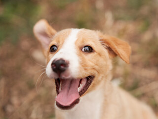 Wall Mural - cute puppy portrait. dog smiling. Pet in nature