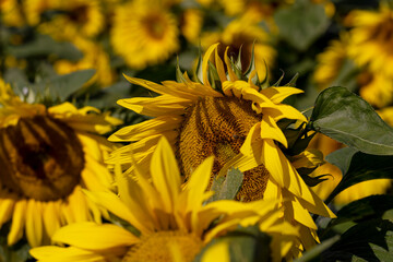 Wall Mural - Sunflower field with flowers and bees