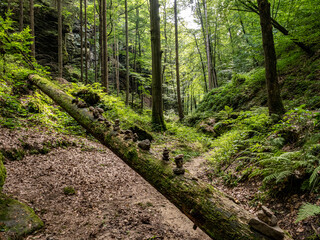 Wall Mural - Elbsandsteingebirge