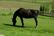 pferd horse