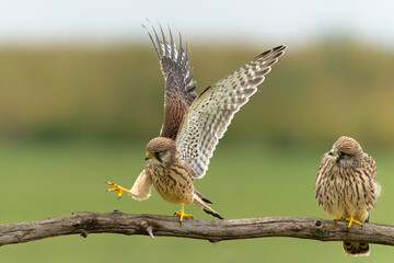 Wall Mural - Common Kestrel (Falco innunculus) juvenile picking up food from the parents and fighting each other in the meadows in the Netherlands 