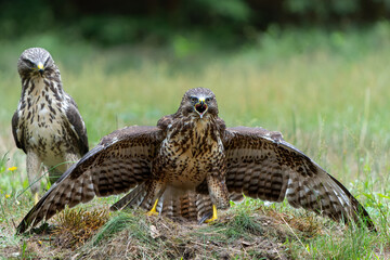 Canvas Print - Common Buzzard (Buteo buteo) attacks another common buzzard in the forest of Noord Brabant in the Netherlands.  Green forest background