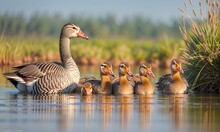 Beautiful Greylag Goose (Anser Anser) Bird Family With Male Female And Chicks In Natural Lake