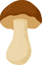 Cep Mushroom Vector Illustration. Edible Mushrooms In Forests