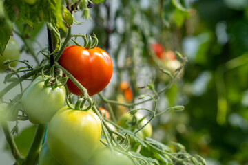 Poster - Red, ripe and green large tomatoes on a bush in a greenhouse. Tomatoes in a greenhouse. Plantation of tomatoes. Organic farming, growth of young tomato plants in a greenhouse.
