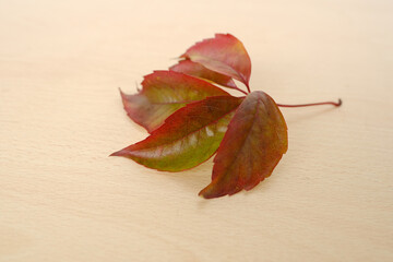 Wall Mural - autumn Virgin grapevine with five-lobed leaf on wooden table, Parthenocíssus quinquefolia background, seasonal change, natural environment, nature protection, blank for designer