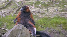 Red Ruffed Lemur With Shocked Face Holds Arms Outstretched As It Sits Back Dublin Zoo Ireland