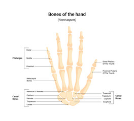 Human hand bone system vector infographic