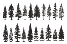 Set Of Silhouettes Of Spruce Trees Vector Illustration