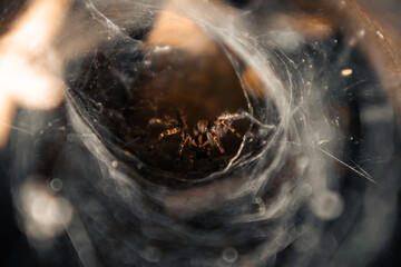 Large brown spider in a cobweb hole