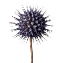 Globe Thistle (Echinops) Dried Flower Isolated On Transparent Background. Generative AI