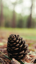 Dried Pine Cones In A Pine Forest In Thailand