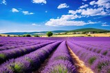 Fototapeta Lawenda - Provence Lavender Bloom