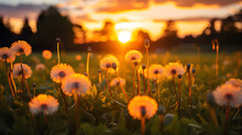 Dandelions In A Field During Sunset. The Dandelions Are In Various Stages Of Growth, Some Are Fully Bloomed While Others Are Still Budding. They Are Backlit By The Setting Sun, Creating A Warm Glow