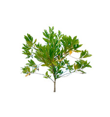 Wall Mural - Eucalyptus tree on transparent background Eucalyptus tree is a drought tolerant tree suitable for planting in dry areas.