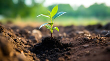 Green Plant Sprout And Biochar In The Soil. Biochar Increases The Carbon Content Of The Soil, Increasing Its Fertility And Providing Optimal Conditions For Plant Growth