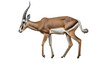 © MATTHIEU - Antilope impala en transparence, sans background