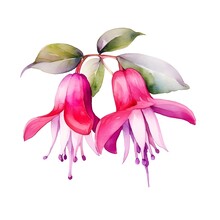 Watercolor Fuchsia Isolate On White Background